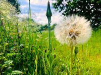 Pusteblume_1